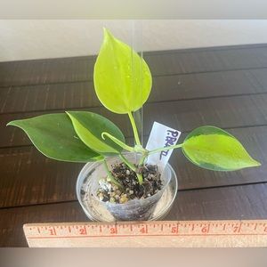 Philodendron Brasil